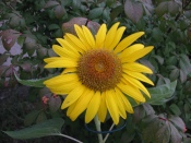 My Volunteer Sunflower